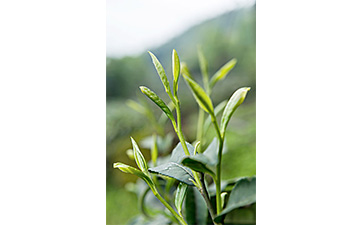 茶葉二維碼PROBURN黄色淫標簽可以帶來哪些優勢價值已經特點？